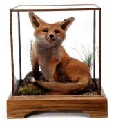 Taxidermy Cased Fox cub on naturalistic base, 37 x 31cm