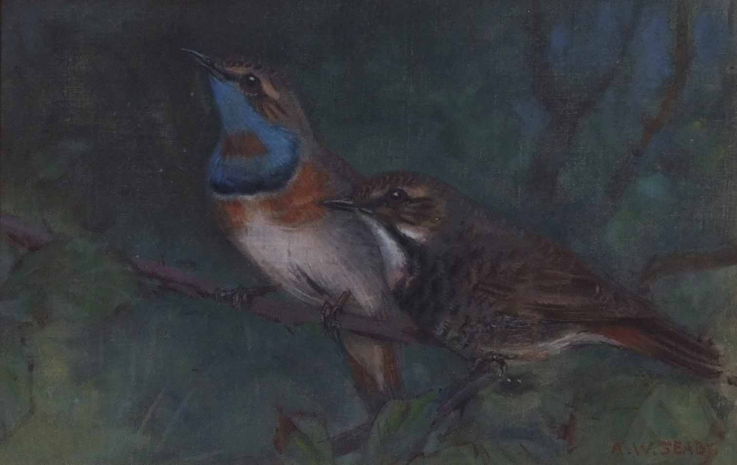 AR Allen William Seaby (1867-1953), "Pair of North American Blue Throats - Small Songbirds" - Image 2 of 2