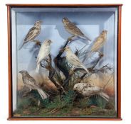 Taxidermy Cased group of Corn Bunting in naturalistic setting, 48 x 48cm
