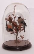 Taxidermy domed pair of Bullfinches on naturalistic base 32cm high
