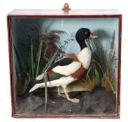 Taxidermy Cased Sheldrake in naturalistic setting, 51 x 53cm