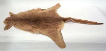 Taxidermy Large Kangaroo skin with tail, 147cm x 100cm