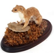 Taxidermy uncased Stoat on naturalistic base