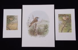 After Richard A Richardson, 'Bluethroat' painted at Blakeney Point Nature Reserve, 'Firecrest'