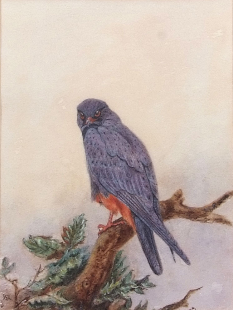 Johannes Gerardus Keulemans (1842-1912) Orange Legged Hobby watercolour, initialled lower left