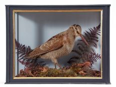 Taxidermy Cased Woodcock in naturalistic setting, 31 x 41cm