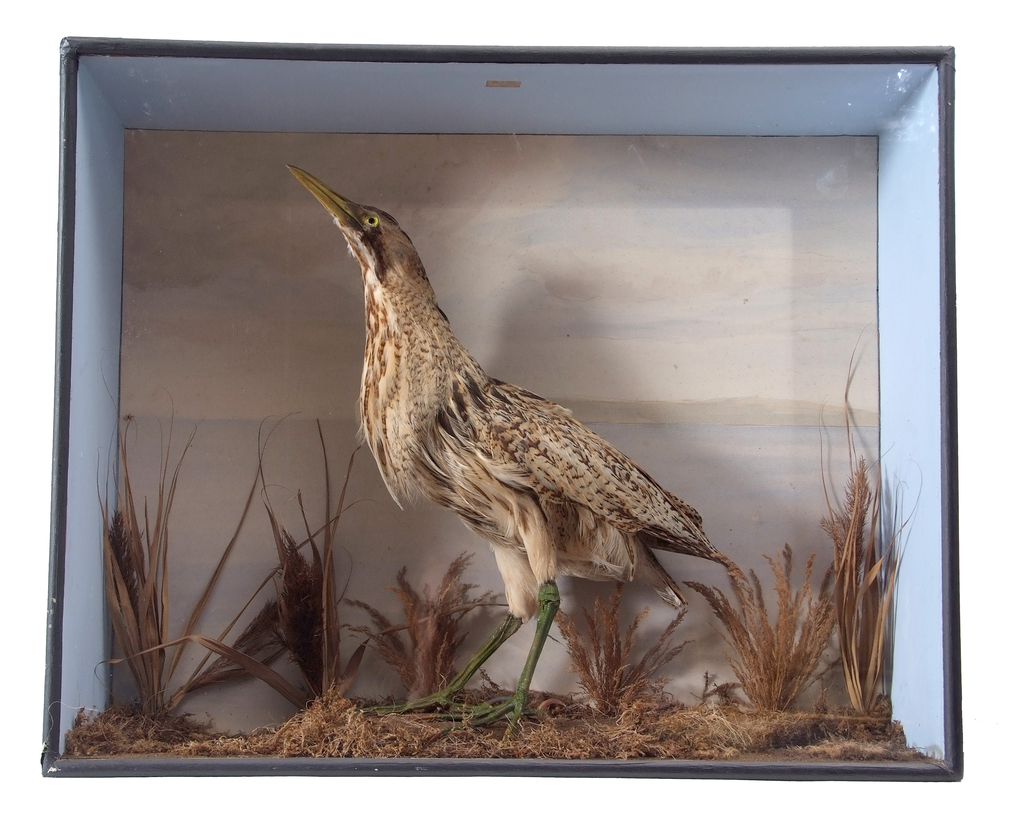 Taxidermy Cased Bittern in naturalistic setting, 61 x 75cm