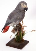 Taxidermy uncased African Grey parrot on naturalistic base by F E Gunn of St Giles Street,