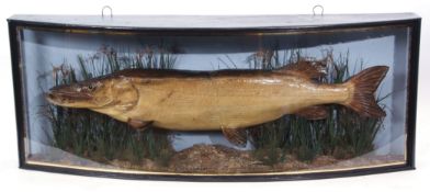 Taxidermy Cased Pike in naturalistic setting by J Cooper & Sons, St Luke, London, case inscribed "