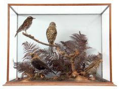 Taxidermy Cased group of 5 birds, including Thrush in naturalistic setting, 52 x 67cm