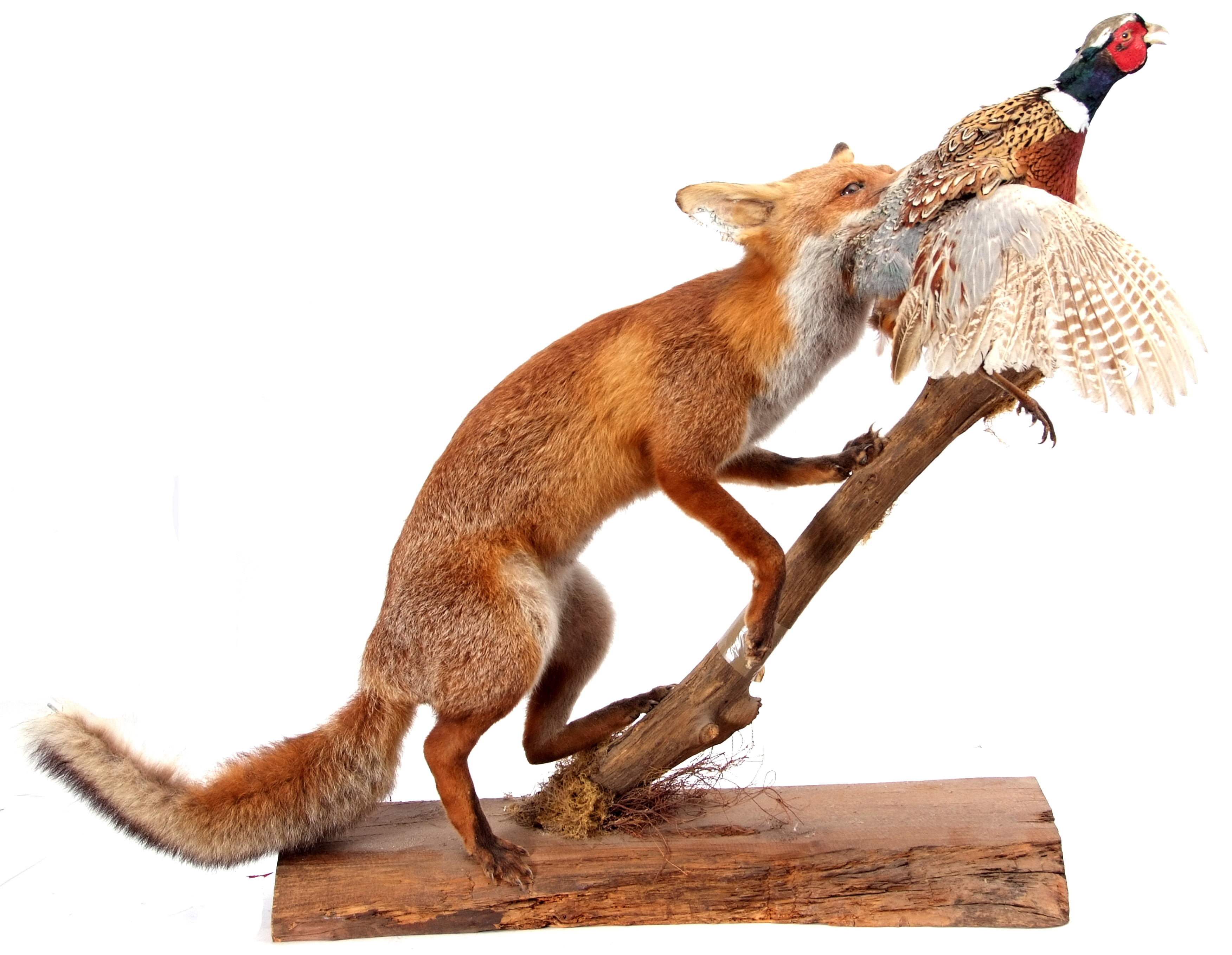 Taxidermy uncased Fox with Pheasant on naturalistic base