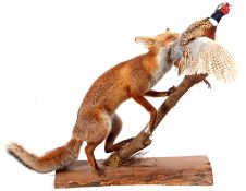 Taxidermy uncased Fox with Pheasant on naturalistic base