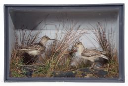 Taxidermy Cased pair of Sand Pipers in naturalistic setting, 27 x 40cm
