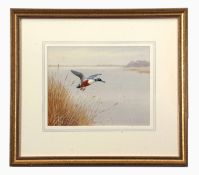 AR Philip Rickman (1891-1982), Shoveler Duck alighting, watercolour 17 x 22cm