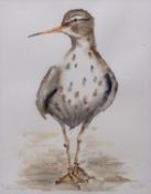 AR Angela Hewitt (Contemporary), "Spotted Sandpiper" , watercolour, signed lower right and inscribed