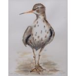 AR Angela Hewitt (Contemporary), "Spotted Sandpiper" , watercolour, signed lower right and inscribed