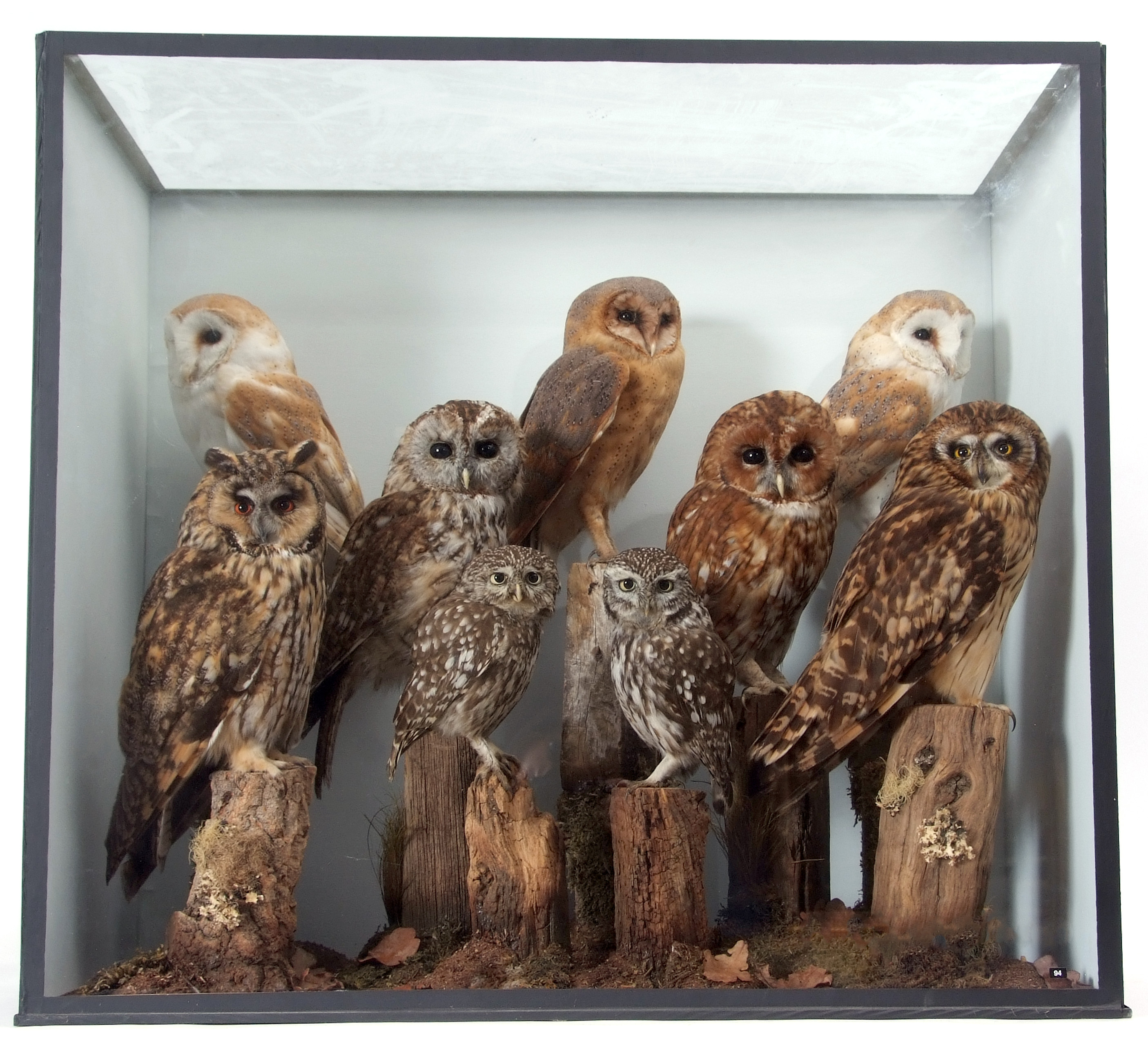 Taxidermy Cased Parliament of Owls to include Barn Owl (3), Tawny Owl (2), Little Owl (2), Long - Image 2 of 2