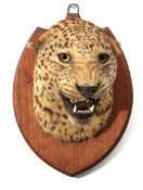Taxidermy Leopard's head mounted on wall hanging wooden shield by Theobald Brothers, Mysore, India