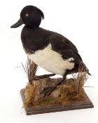Taxidermy uncased Tufted Duck on naturalistic base