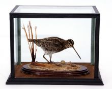 Taxidermy Cased Common Snipe on naturalistic base, 27 x 33cm