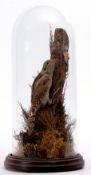 Taxidermy Domed Wyneck on naturalistic base, 31cm high