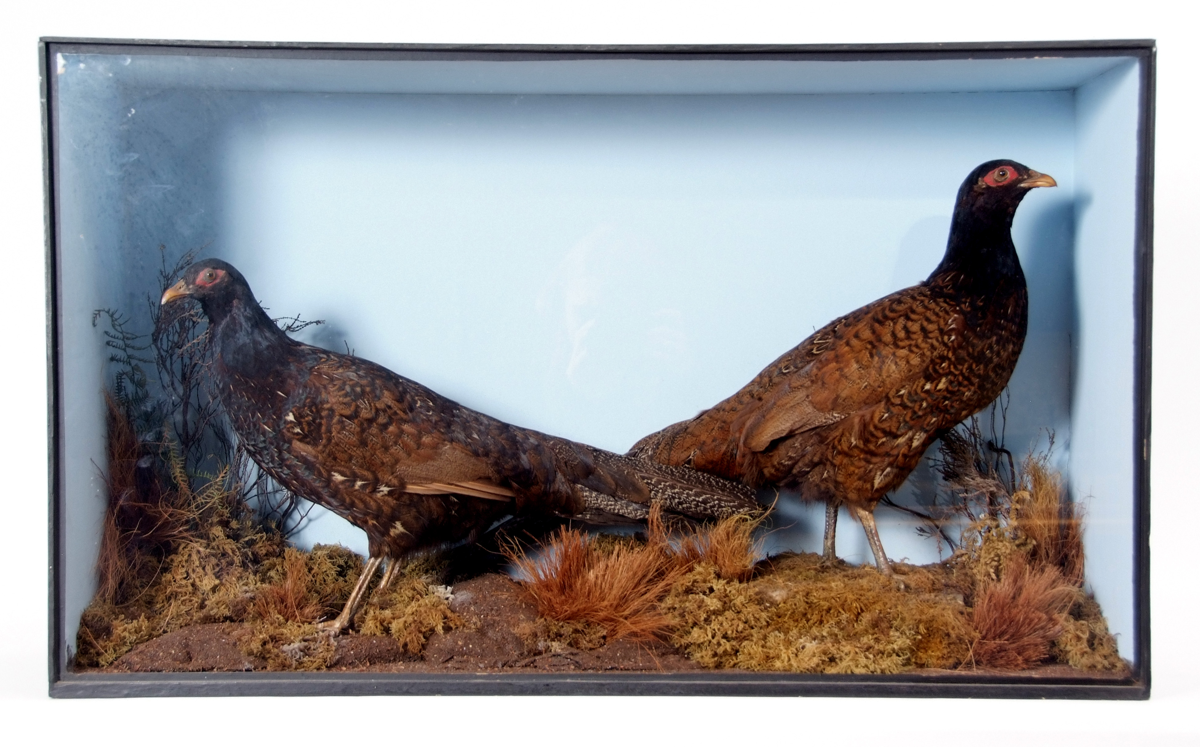 Taxidermy Cased Fighting Cock and Pheasant hybrids in naturalistic setting, 53 x 91cm