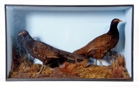 Taxidermy Cased Fighting Cock and Pheasant hybrids in naturalistic setting, 53 x 91cm
