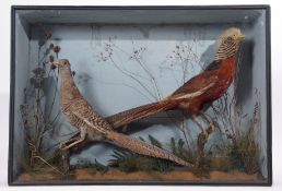 Taxidermy Cased pair of Golden Pheasants in naturalistic setting, 54 x 78cm