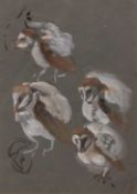 AR Allen W Seaby (1867-1953) , "Young Barn Owl studies" , gouache , 35 x 25cms . Provenance: The