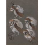 AR Allen W Seaby (1867-1953) , "Young Barn Owl studies" , gouache , 35 x 25cms . Provenance: The