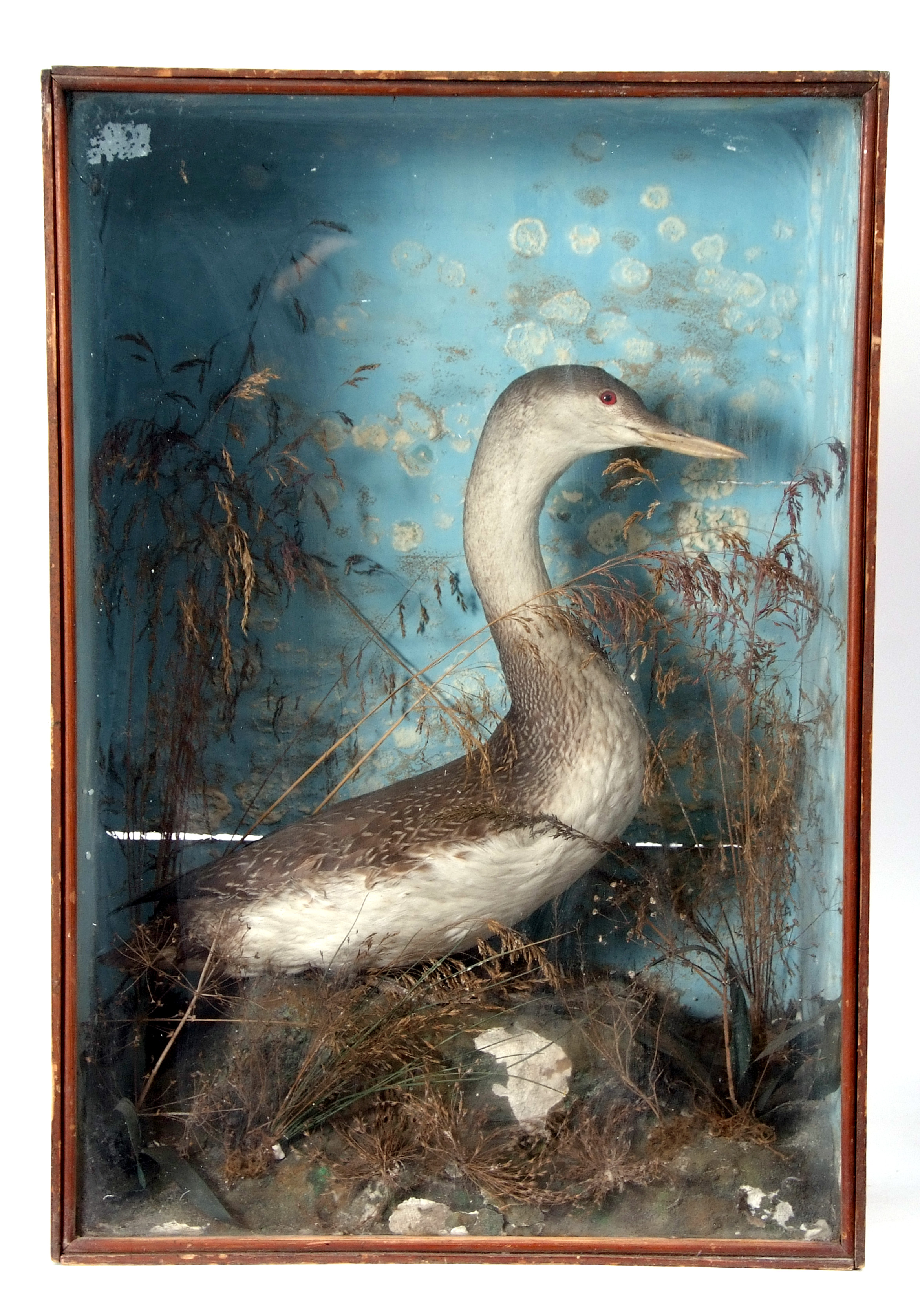 Taxidermy Cased Diper in naturalistic setting, 66 x 46cm