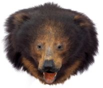 Taxidermy Sloth Bear head, wall mounted, (pre-1947, application for appropriate licences required