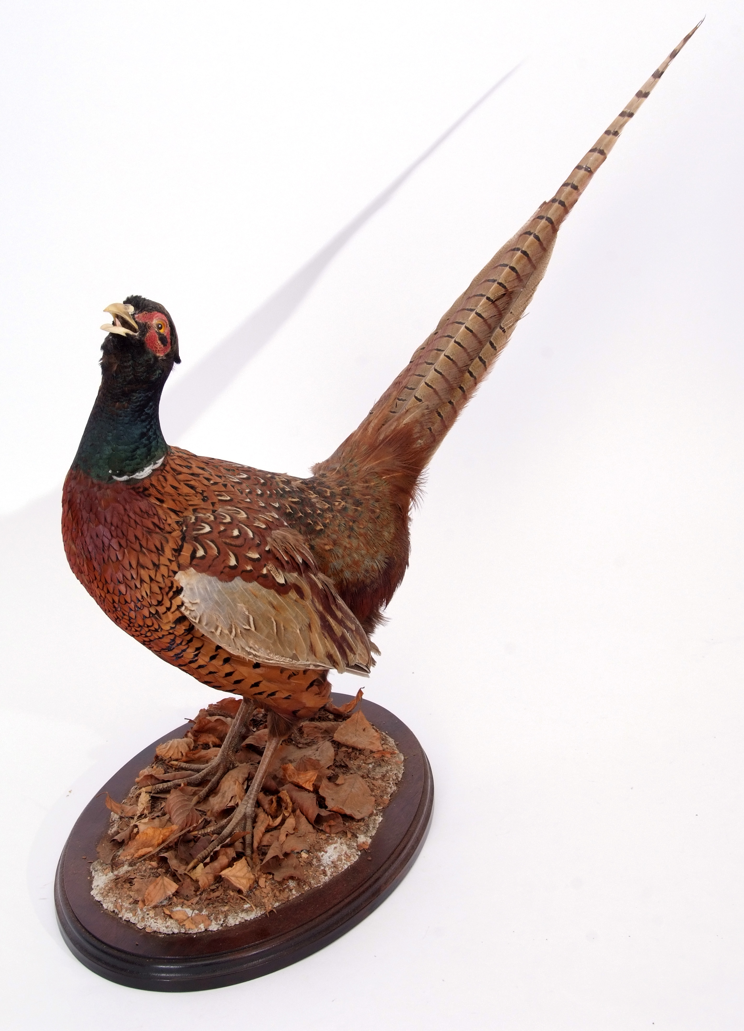 Taxidermy uncased Pheasant on naturalistic base - Image 2 of 2