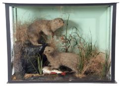 Taxidermy Cased pair of Otter cubs in naturalistic setting, 61 x 85cm