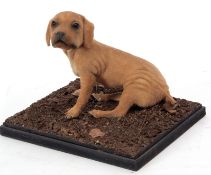 Taxidermy uncased puppy, on naturalistic base