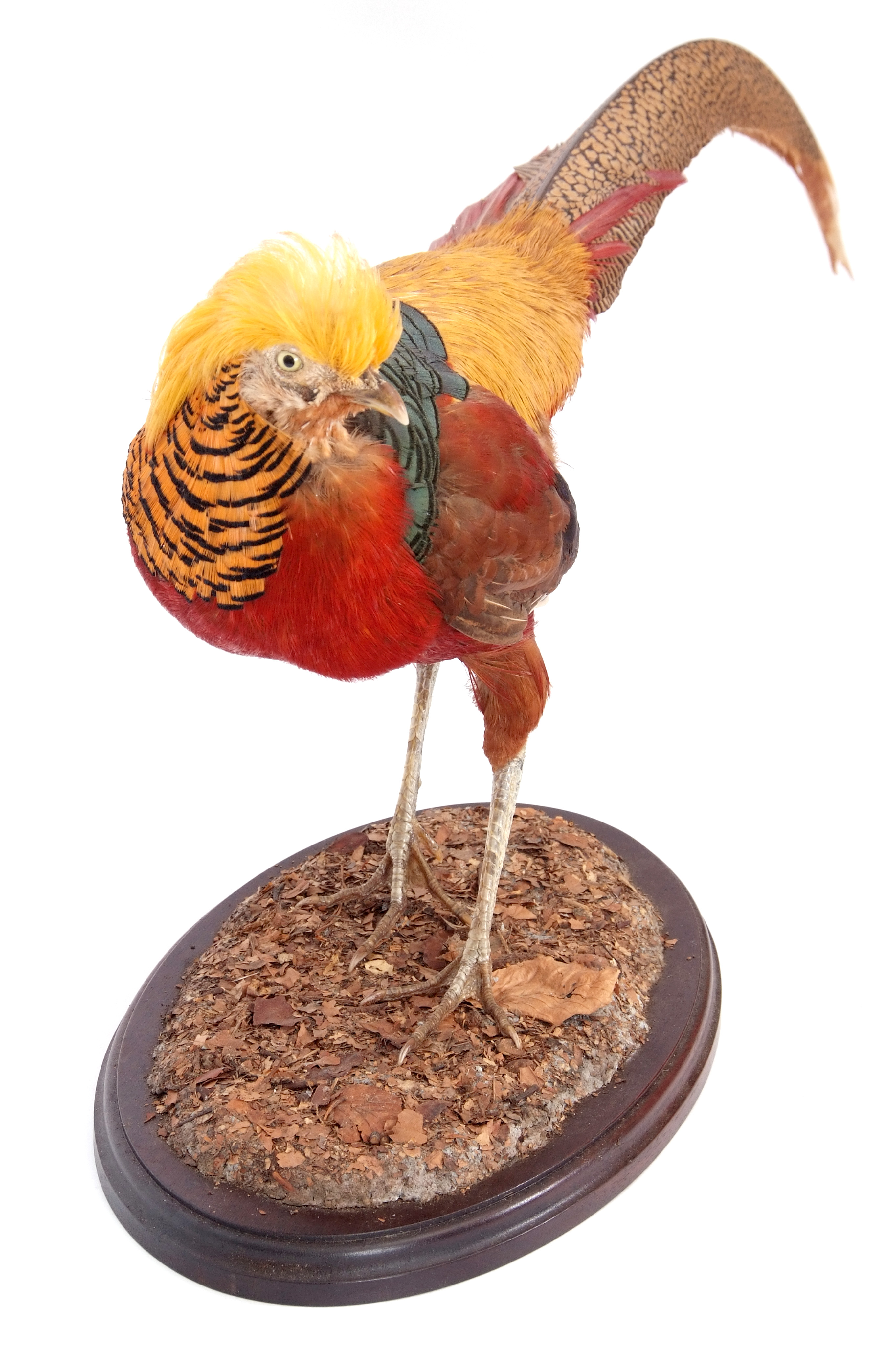 Taxidermy uncased Golden Pheasant on naturalistic base - Image 2 of 2