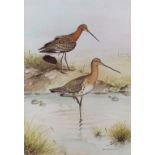 After Richard A Richardson, Black-tailed Godwits , coloured print , 35 x 24cms