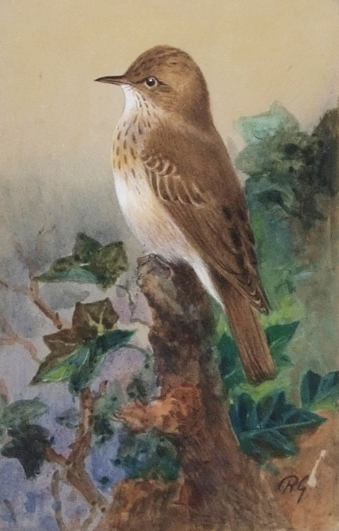 AR Roland Green (1896-1972), Spotted flycatcher, watercolour, initialled lower right, 16 x 11cm.