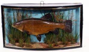 Taxidermy Cased Tench in naturalistic setting by J Cooper & Sons of St Luke, London, 35 x 63cm