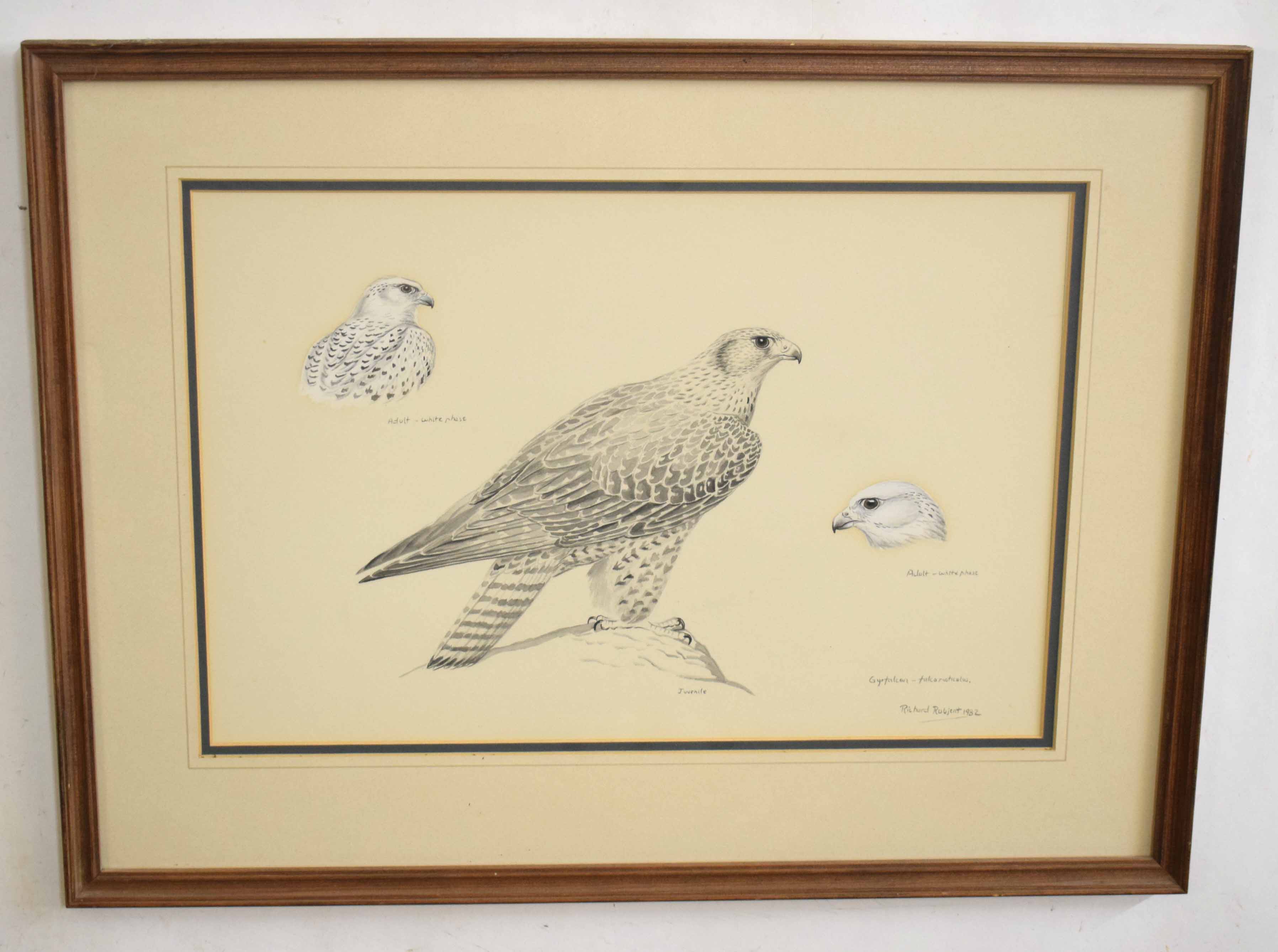 AR Richard Robjent (Born 1937), Gyrfalcon, monotone watercolour, signed and dated 1982 lower