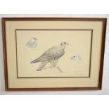 AR Richard Robjent (Born 1937), Gyrfalcon, monotone watercolour, signed and dated 1982 lower