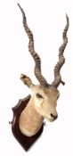 Taxidermy pair of Antelope heads mounted on wall hanging wooden shields (2)