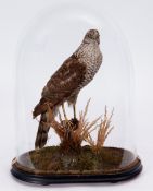 Taxidermy domed Sparrowhawk on naturalistic base (pre-1947), 47cm high