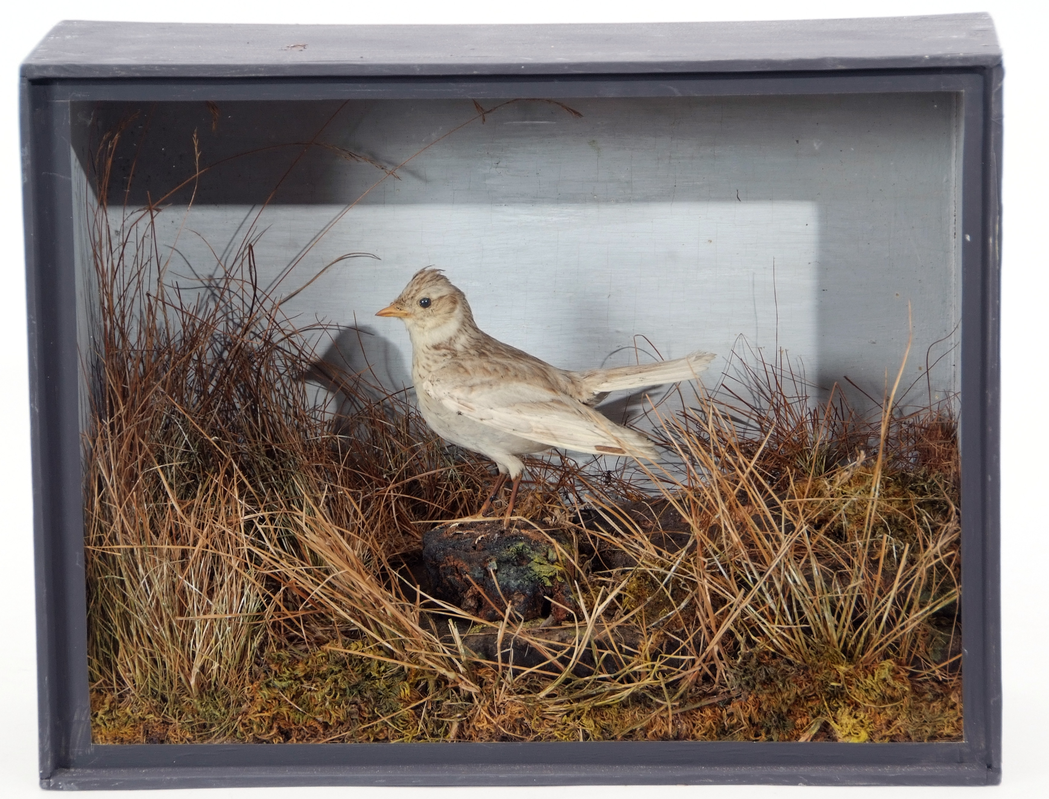 Taxidermy Cased Skylark in naturalistic setting, 29 x 38cm