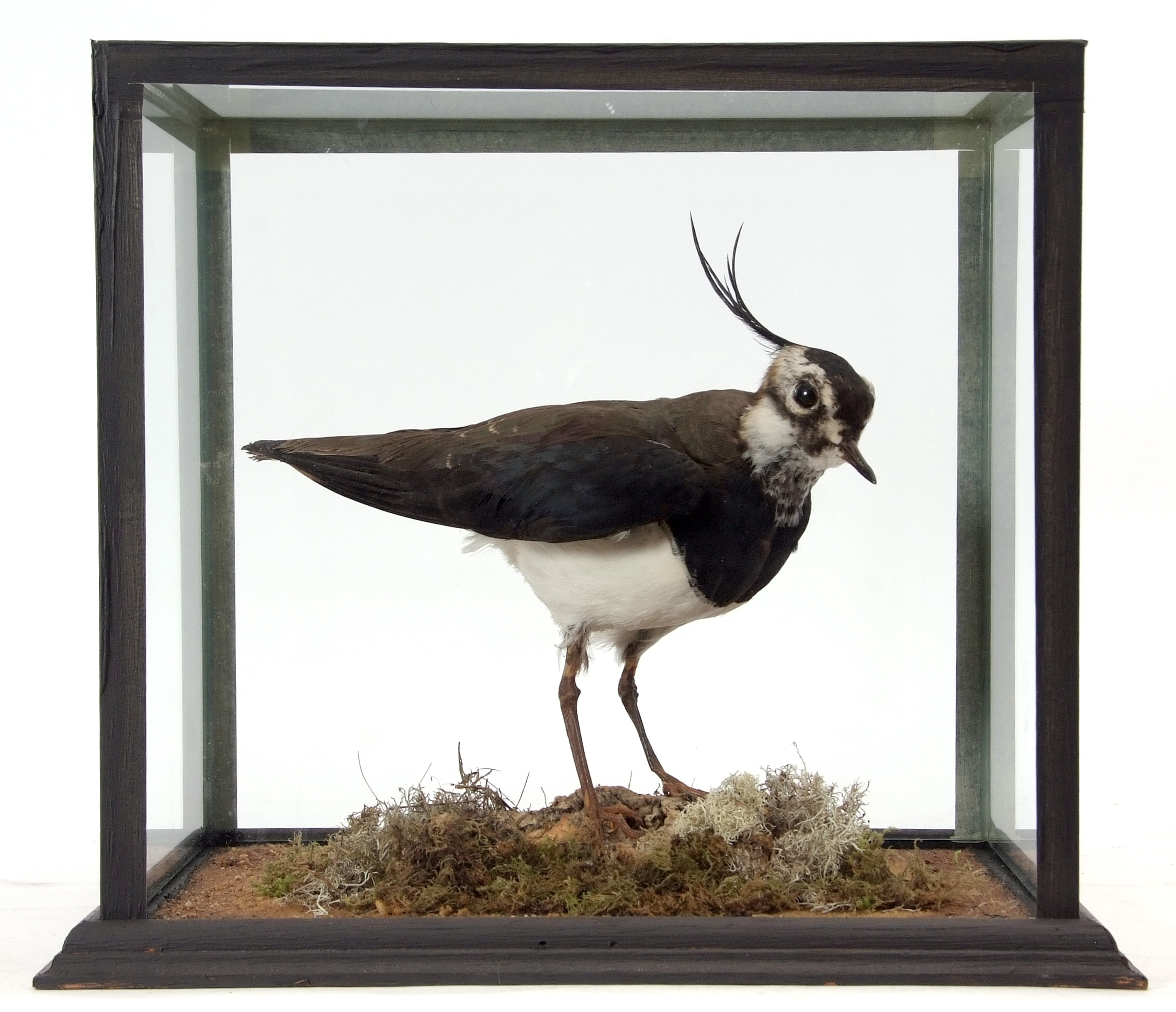 Taxidermy Cased Lapwing on naturalistic base, 33 x 33cm