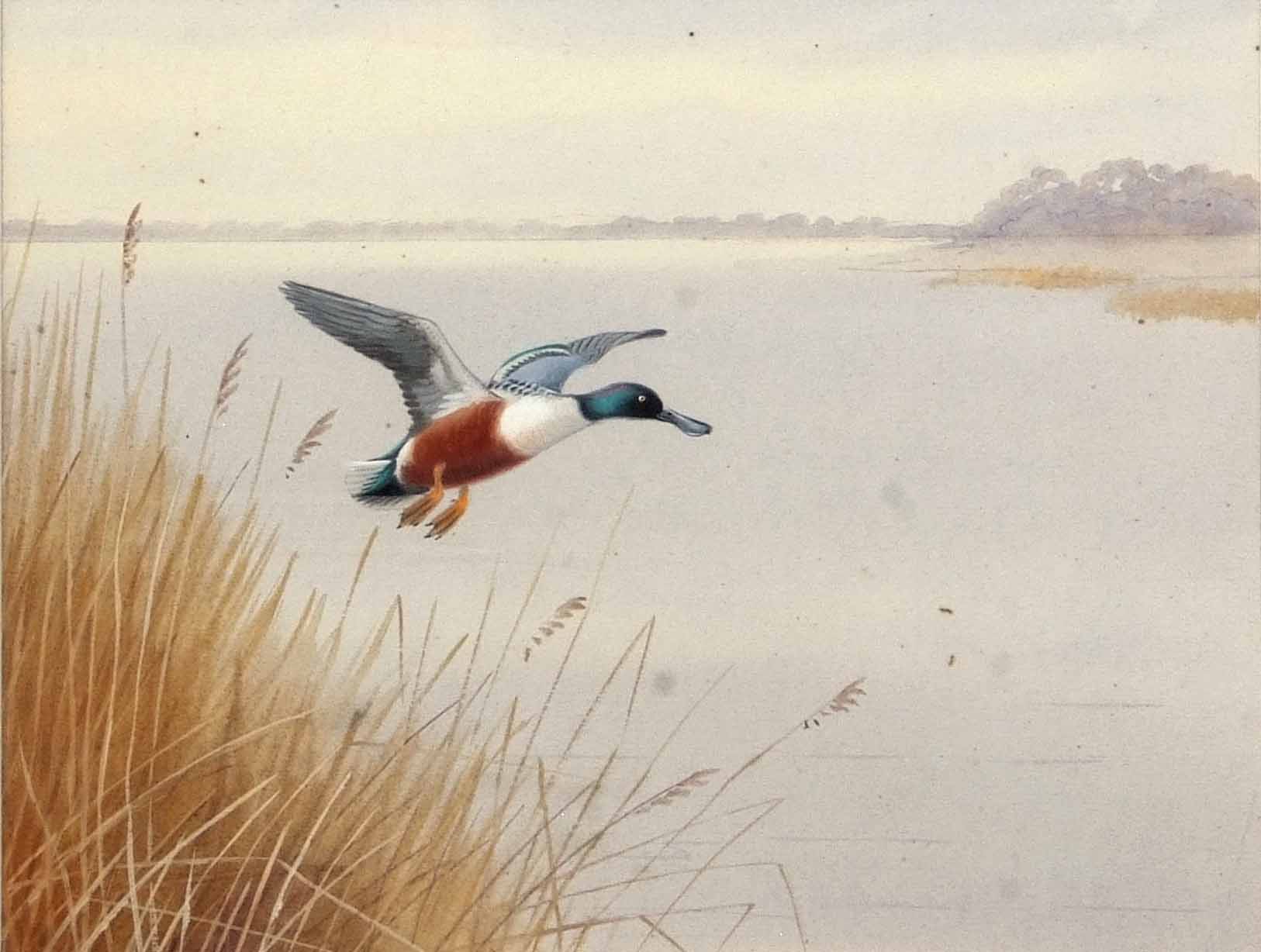 AR Philip Rickman (1891-1982), Shoveler Duck alighting, watercolour 17 x 22cm - Image 2 of 2