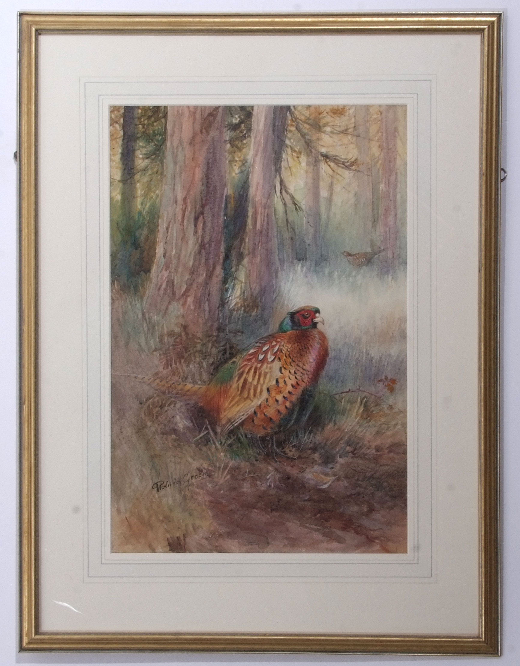 AR Roland Green (1896-1972), Pheasant in woodland, watercolour, signed lower left, 47 x 31cm - Image 2 of 2