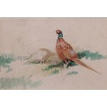 AR Roland Green (1896-1972) Pheasants, watercolour and pencil sketch, 16 x 24cm