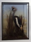 Taxidermy Cased Crown Crane in naturalistic setting by R Sean Douglas, 102 x 75cm