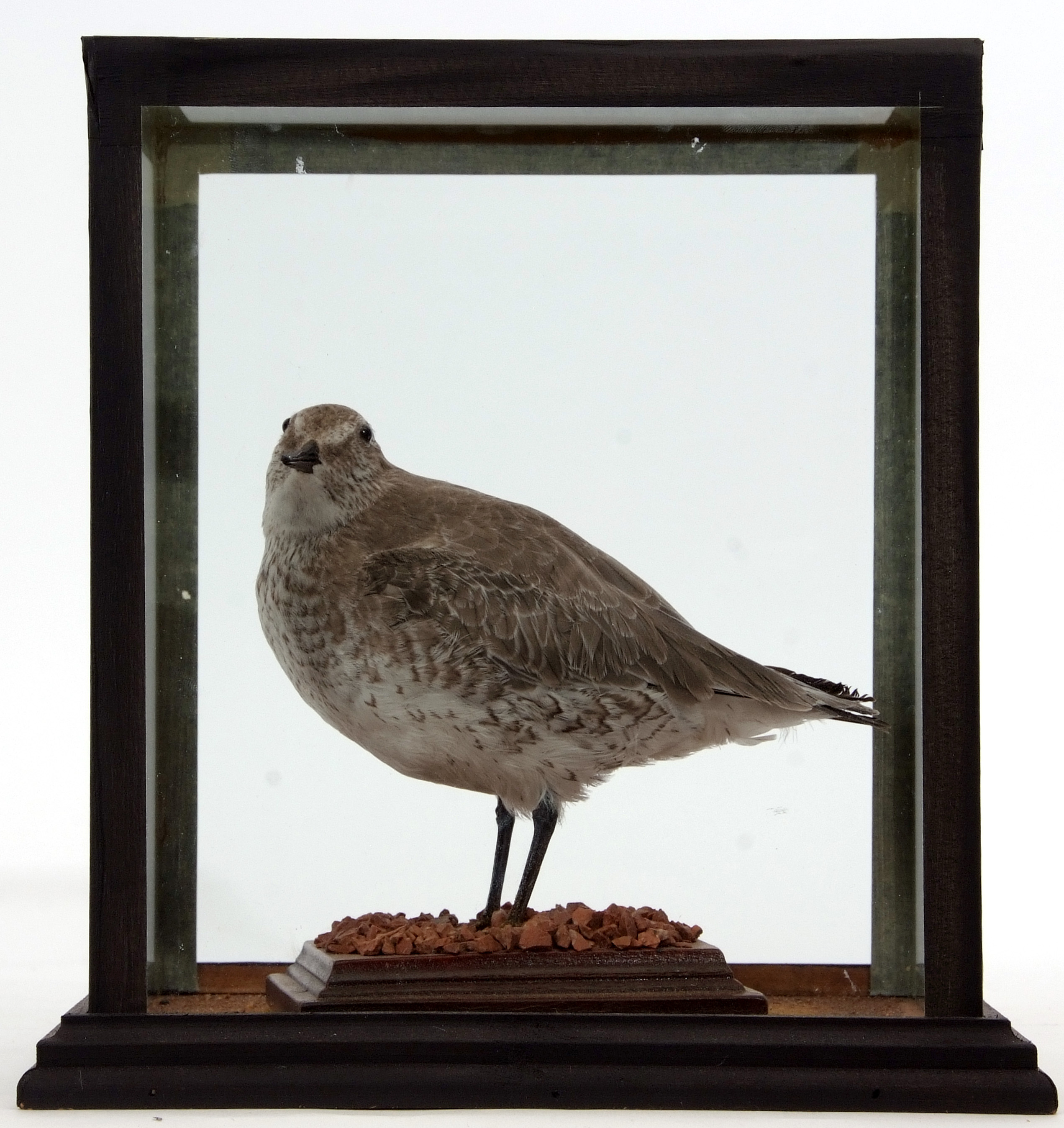 Taxidermy Cased Knot on naturalistic base, 27 x 23cm